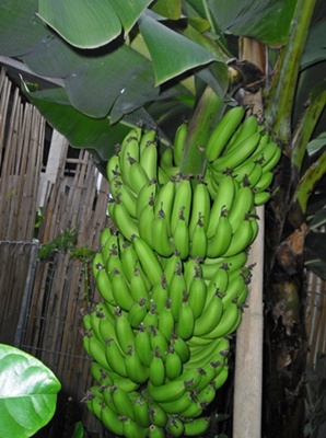 กล้วยหอมเขียว