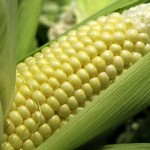 sweet-corn