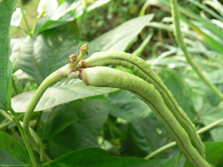 Yard long bean