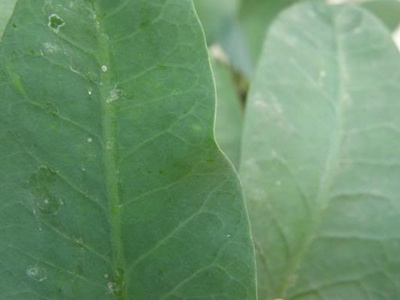 Euphorbia1