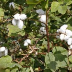 cotton2