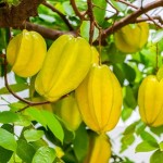 Organic Star Fruit – Thai fruit fresh farm