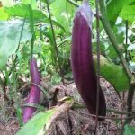 Eggplant2